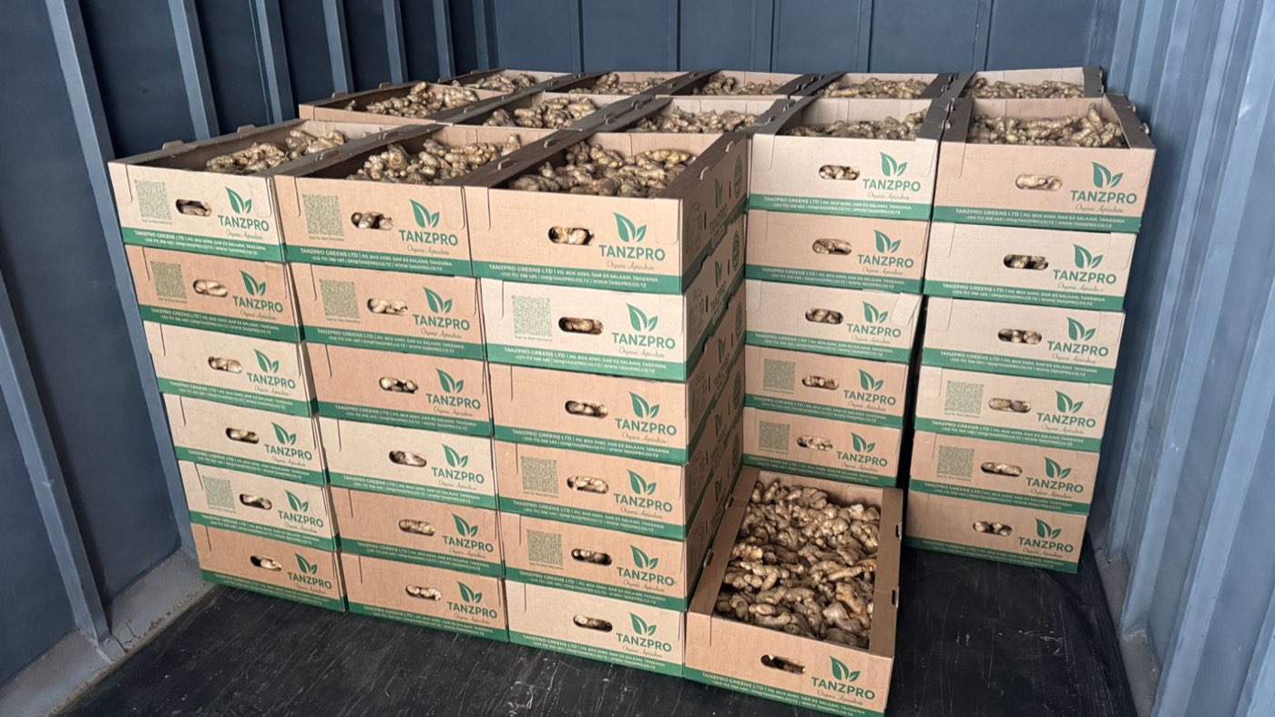 Rows of TanzPro-branded export cartons filled with fresh organic Tanzanian ginger, packed and ready for airfreight to the Seychelles
