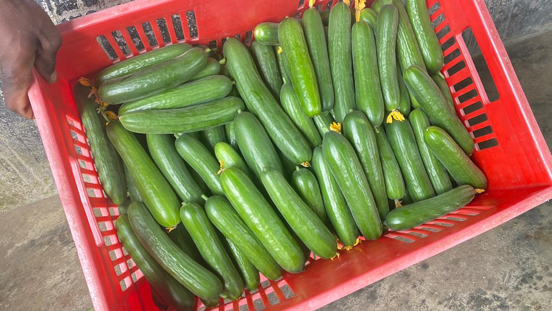Open field produce