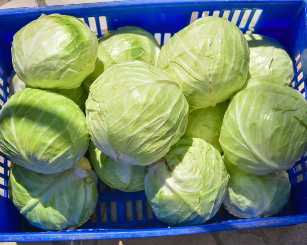 Fresh Cabbage