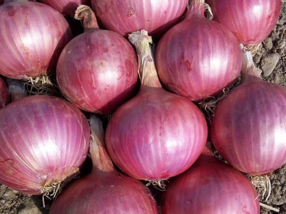 Fresh red onions from Tanzania prepared for export
