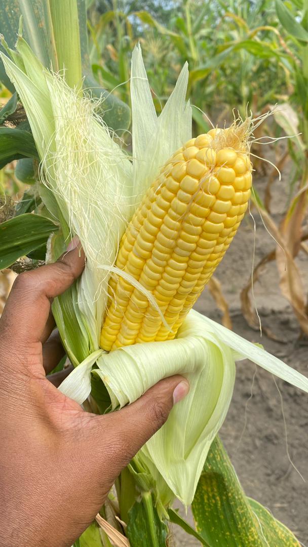 Sweetcorn